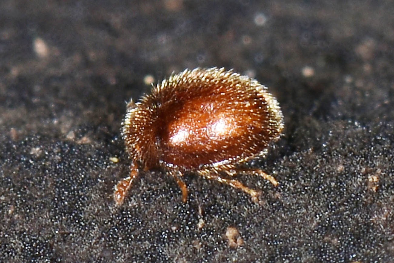 Alexiidae? No, probabile Endomychidae